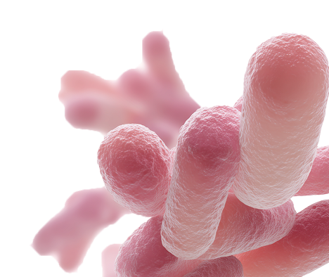 Probiotic Blend   (L. rhamnosus   & L. reuteri)