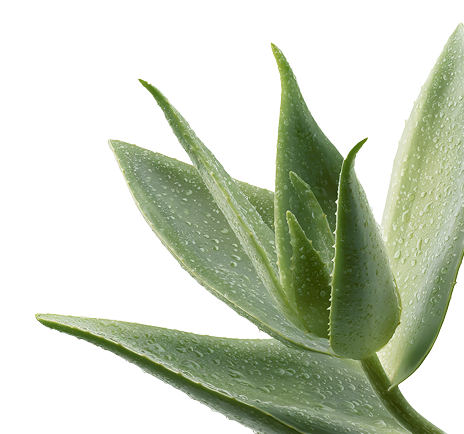 Aloe Vera <br> Leaf